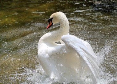 Beyaz Kuğu suya temizlenir
