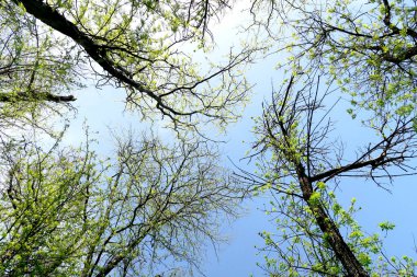 Ağaç bahar dalları aşağıdan gökyüzüne görüntüle