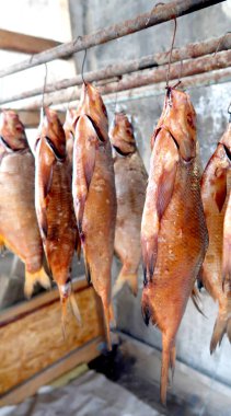 Keşhanede eşek muhabbeti kol Balık çipura