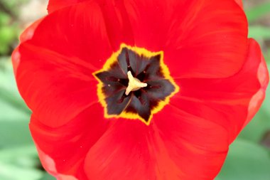 Parlak laleler, bahar manzara