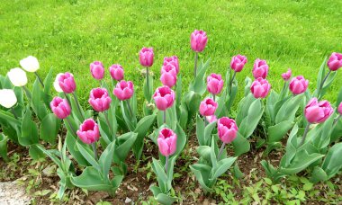 Mor laleler, yeşil çim