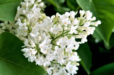 Leylak, çiçekler bahar