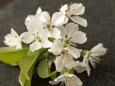 elma ağacı çiçekleri izole