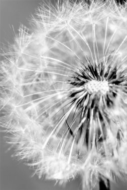 Karahindiba siyah ve beyaz arka plan