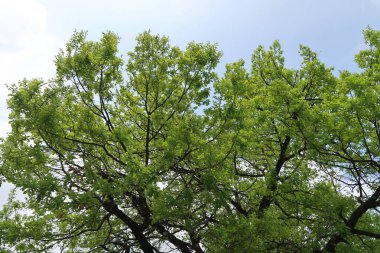 Gökyüzüne aşağıdan görünümünde ağaçlarının dalları