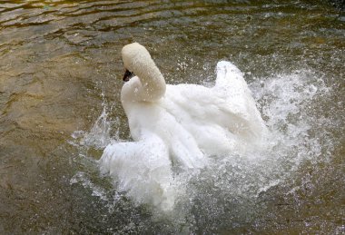 Beyaz Kuğu suya temizlenir