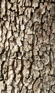 Bir ağaç doku gri Barka