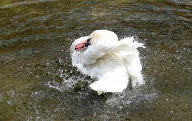 Beyaz Kuğu suya temizlenir