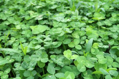 Parlak yeşil yonca arka plan