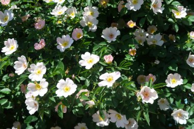 Dogrose bahar peyzaj çiçek