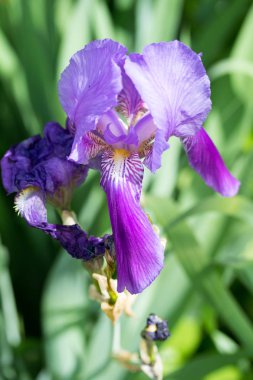 Aslanağzı majus Mor çiçek