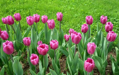 Mor laleler, yeşil çim