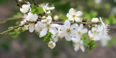 Meyve ağaçları, beyaz çiçek çiçeklenme