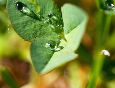 Yonca üzerinde Çiy damlaları