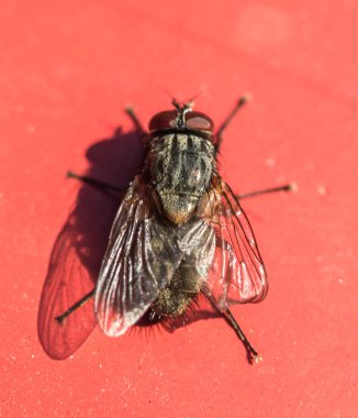 Kırmızı büyük anında