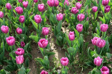 Parlak laleler, bahar manzara