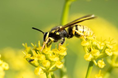 WASP sarı bir çiçek üzerinde Kapat