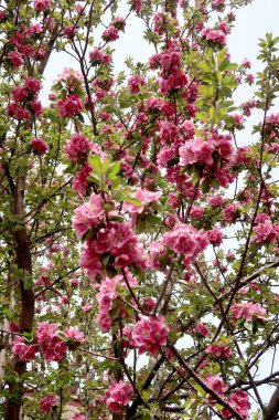 Pembe çiçekler elma, bahar