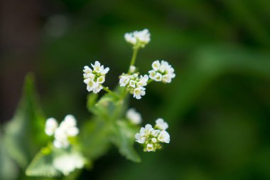 Çiçek dogrose, bahar