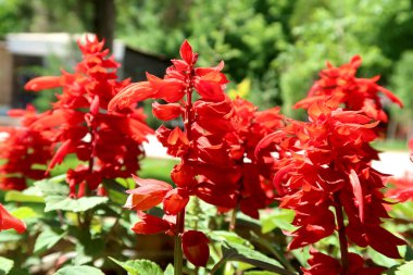 Parlak taze bahar çiçekleri