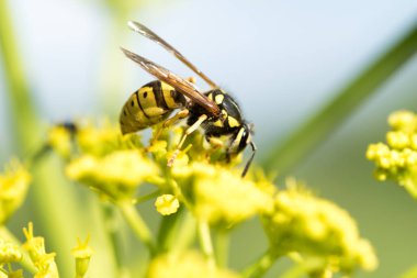 WASP sarı bir çiçek üzerinde Kapat