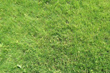Çim yeşil çim arka plan