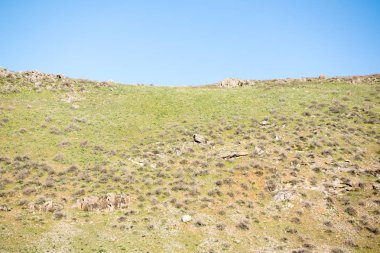 yeşil bozkır tepelerinin doğal görünümü