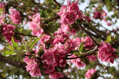 Pembe çiçekler elma, bahar