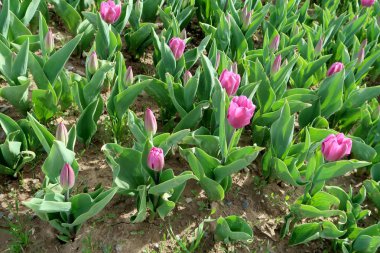 Parlak laleler, bahar manzara