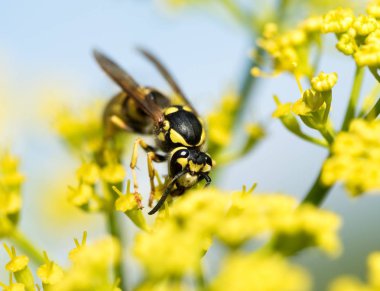 WASP sarı bir çiçek üzerinde Kapat