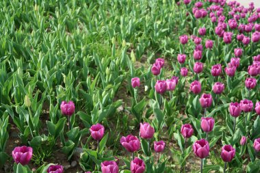 Parlak laleler, bahar manzara