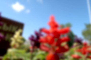 Bulanık arka plan kırmızı çiçekler