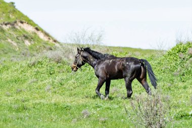 Bir bahar çayır ata