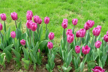 Mor laleler, yeşil çim