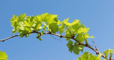 Üzüm lahanası gökyüzü bahar karşı