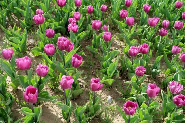 Parlak laleler, bahar manzara