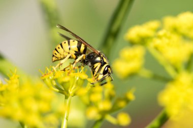 WASP sarı bir çiçek üzerinde Kapat