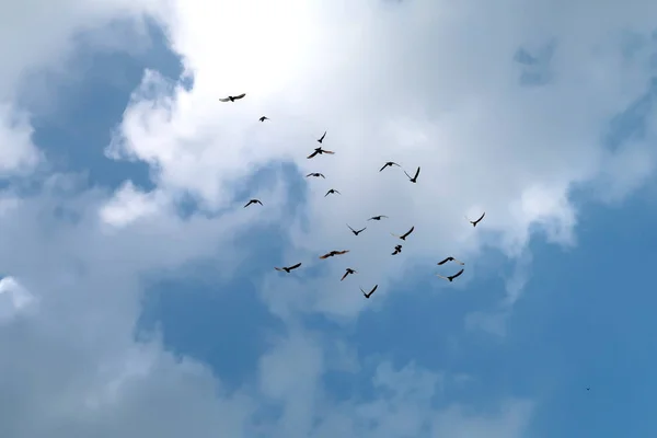 Bando Pombos Céu — Fotografia de Stock