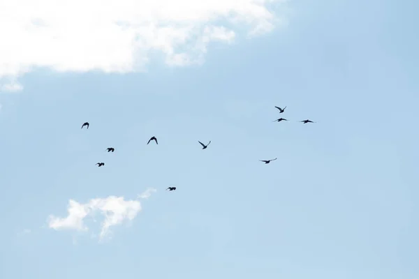 Rebanho Pombos Voando Contra Céu — Fotografia de Stock