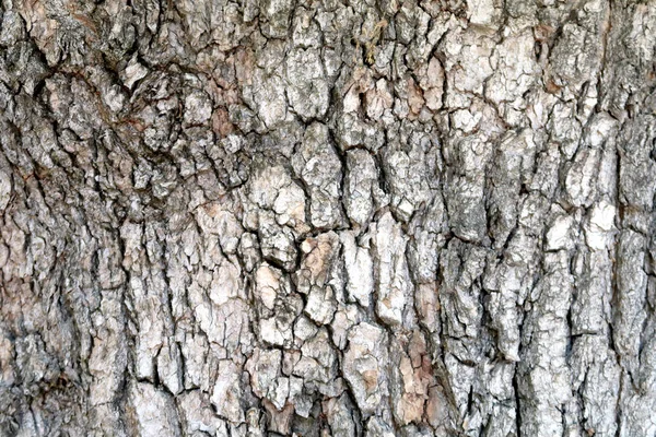 Écorce Grise Une Texture Arbre — Photo