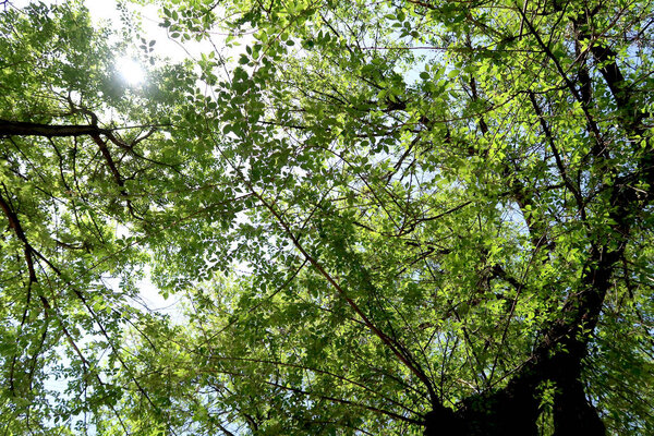 Branches of trees in the view from below into the sky