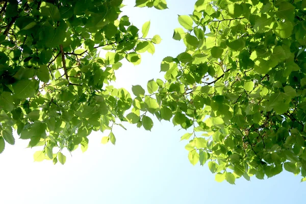 Branches Arbres Dans Vue Bas Dans Ciel — Photo