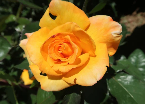 Żółty Kwiat Róży Rosnących Wiosną — Zdjęcie stockowe