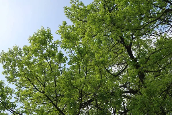 Gökyüzüne aşağıdan görünümünde ağaçlarının dalları