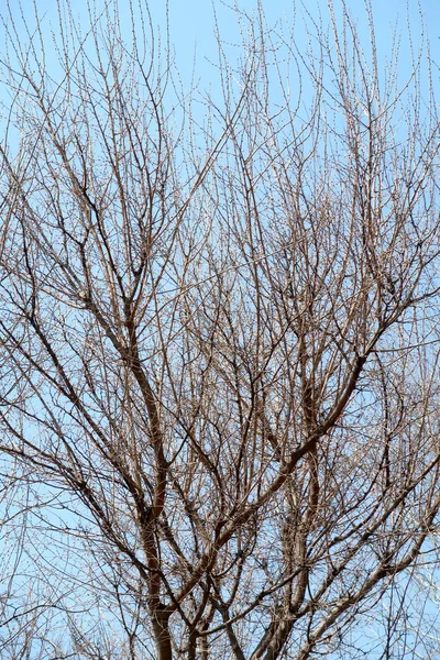 没有叶子的树 对着天空 — 图库照片