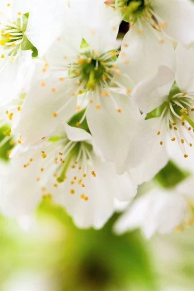 Fleurs Blanches Pommier Printemps — Photo