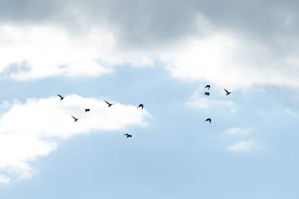Κοπάδι Περιστέρια Που Πετούν Ενάντια Στον Ουρανό — Φωτογραφία Αρχείου
