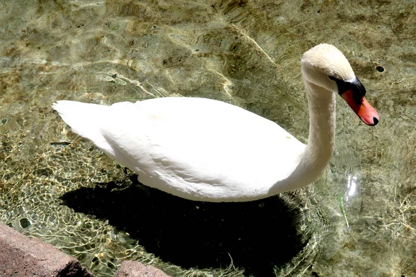 Weißer Schwan Auf Einem Teich — Stockfoto