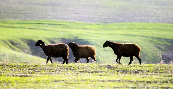 Moutons Dans Les Champs Printemps — Photo