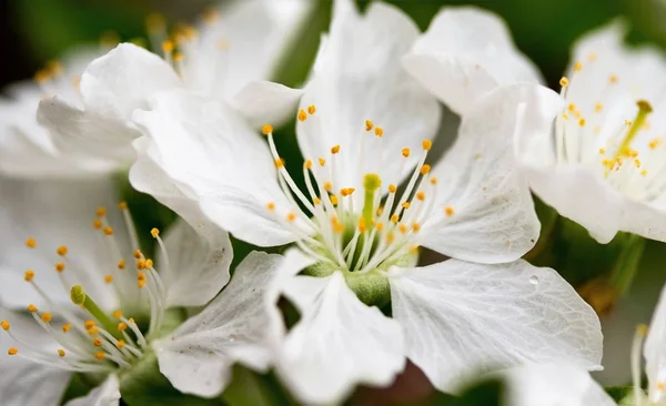 Fiori Bianchi Melo Primavera — Foto Stock